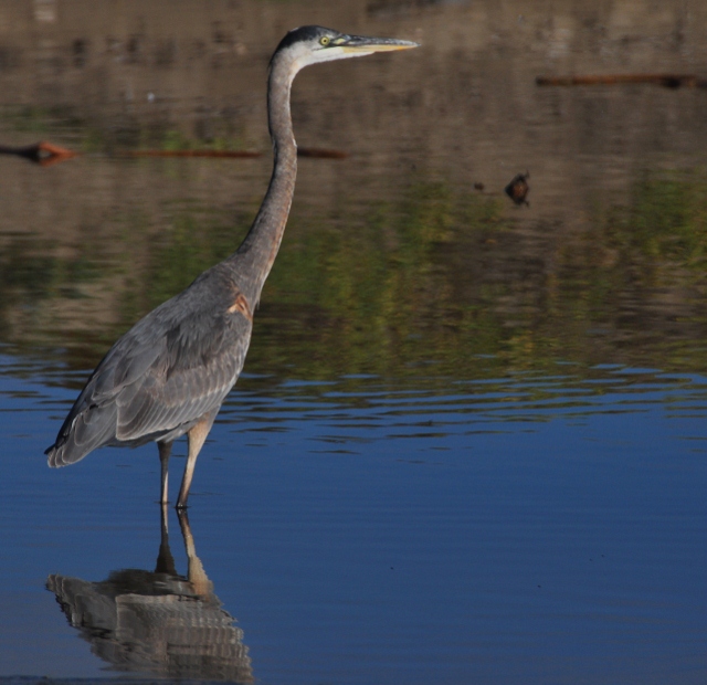 blue heron